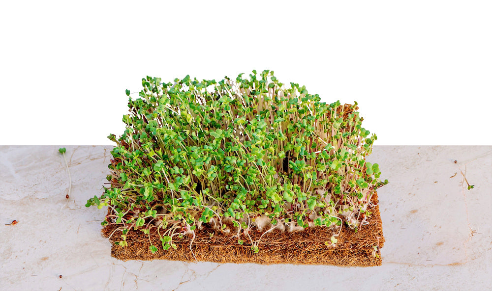 How do you grow microgreens using coco grow mats? EnvelorHome