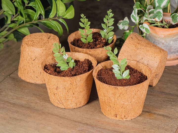 Coco Pot 6 Inch Top Diameter - 5 Pack