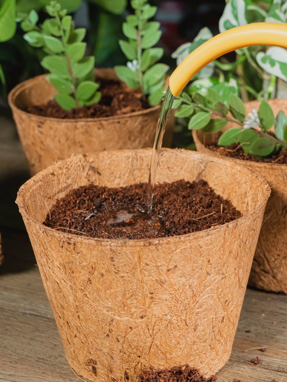 Coco Pot 6 Inch Top Diameter - 5 Pack