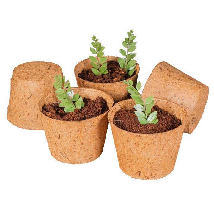 Coco Pot 6 Inch Top Diameter - 5 Pack