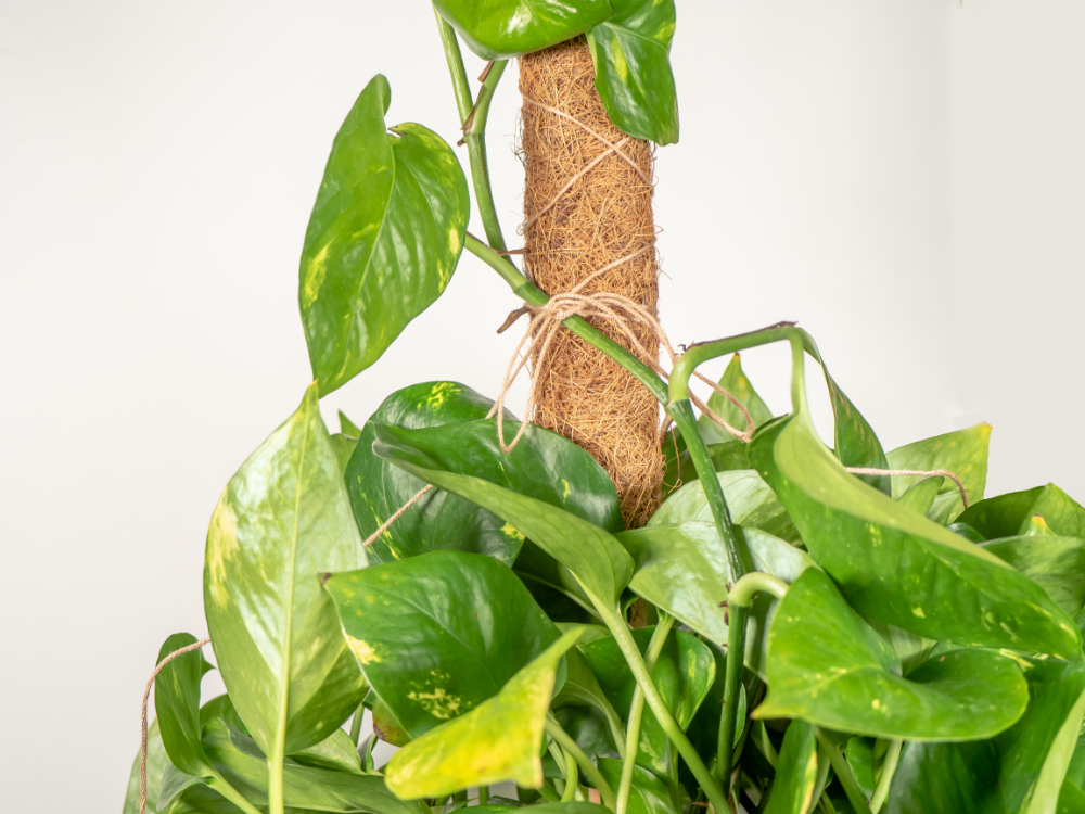 Coco Moss Poles Vine Plant Support - view 7