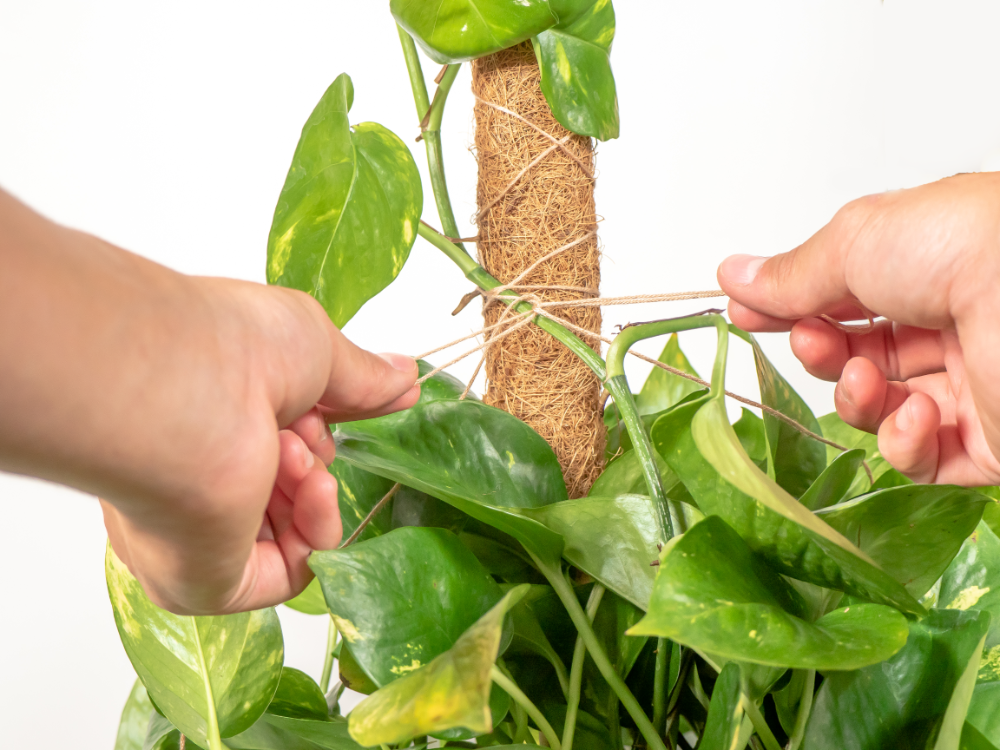 Coco Moss Poles Vine Plant Support - view 6