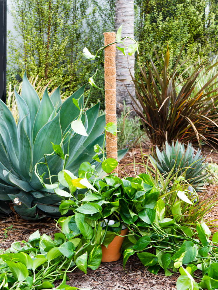 Coco Moss Poles Vine Plant Support - view 9
