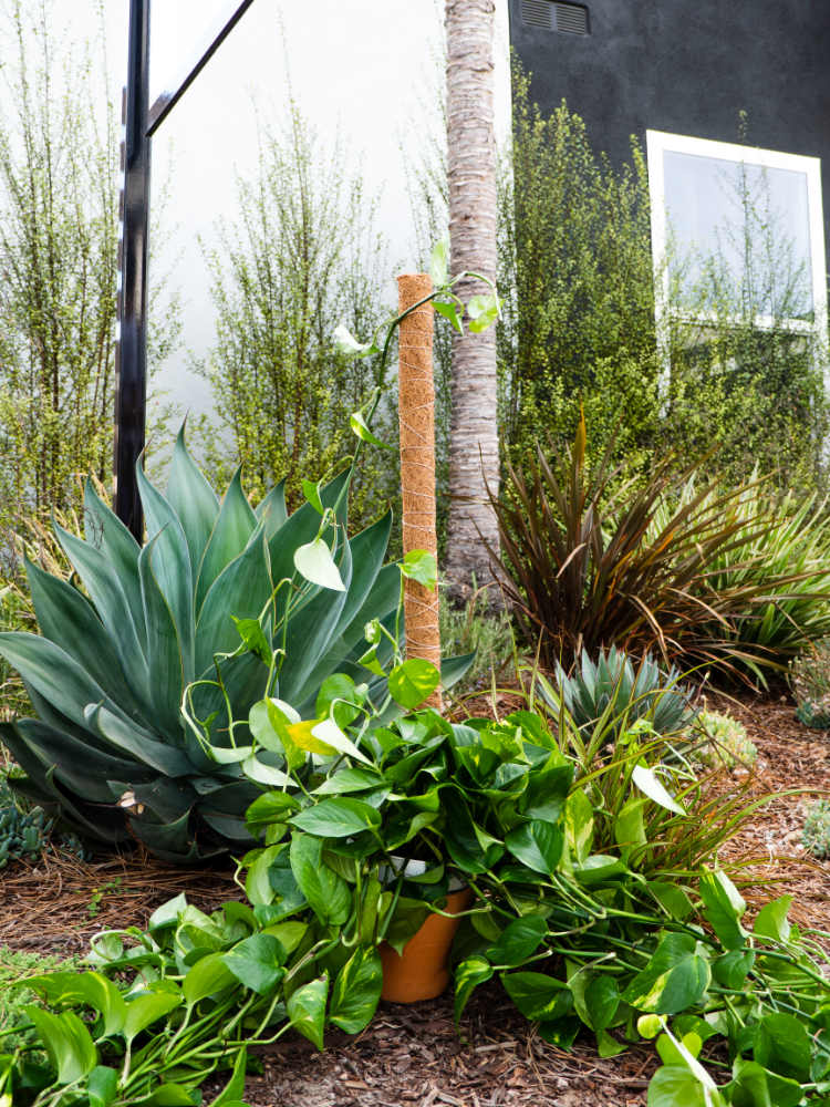 Coco Moss Poles Vine Plant Support - view 8