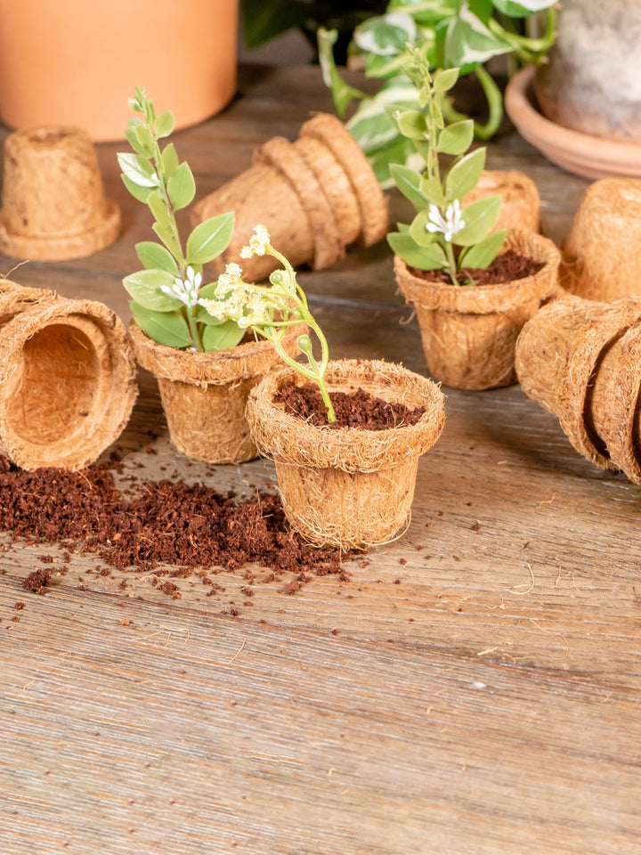 Coco Seed Starter Cup 2.5 Inch Diameter - 36 Pack