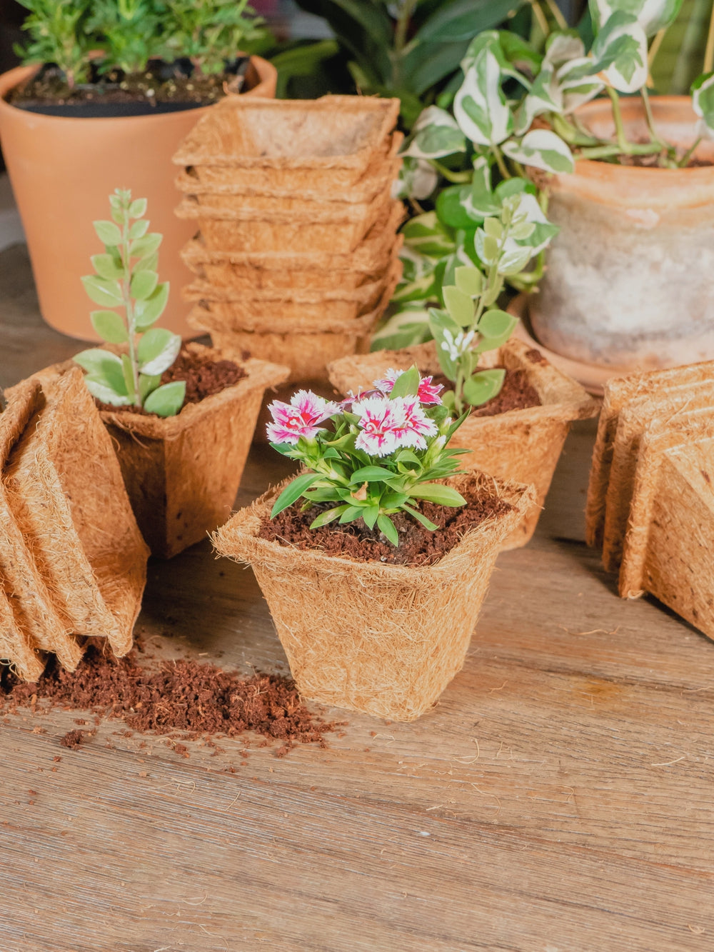 Coco Coir Seed Starter Germination Cups - 4 inches, 20 Pack
