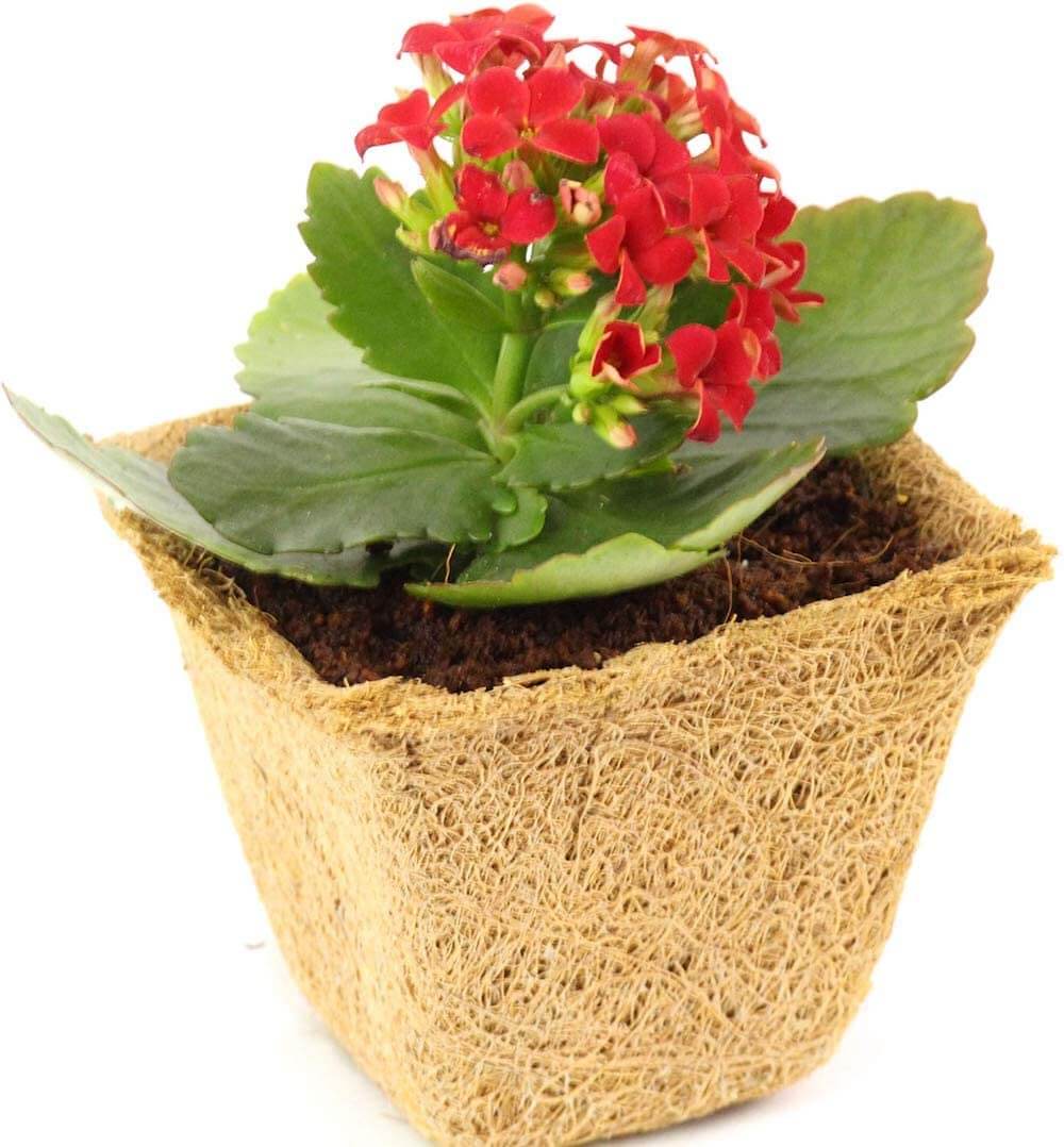 Coco Coir Seed Starter Germination Cups - 4 inches, 20 Pack