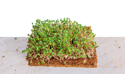 How do you grow microgreens using coco grow mats?