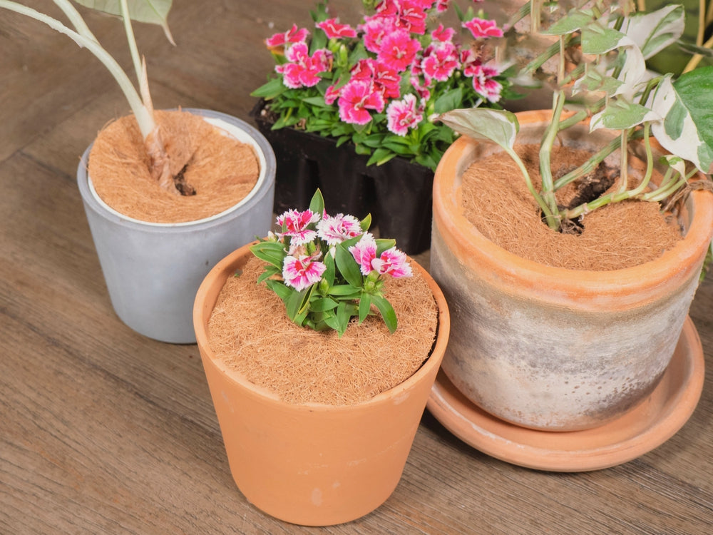 Coco Tree Rings