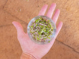 Coco Coir 9" x 9" Grow Mats