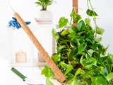 Coco Moss Poles Vine Plant Support