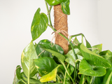 Coco Moss Poles Vine Plant Support