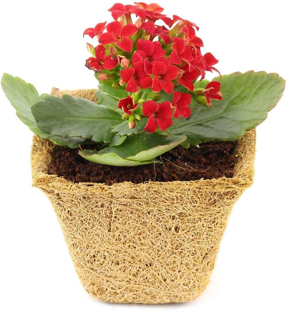 Coco Coir Seed Starter Germination Cups - 4 inches, 20 Pack