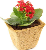 Coco Coir Seed Starter Germination Cups - 4 inches, 20 Pack